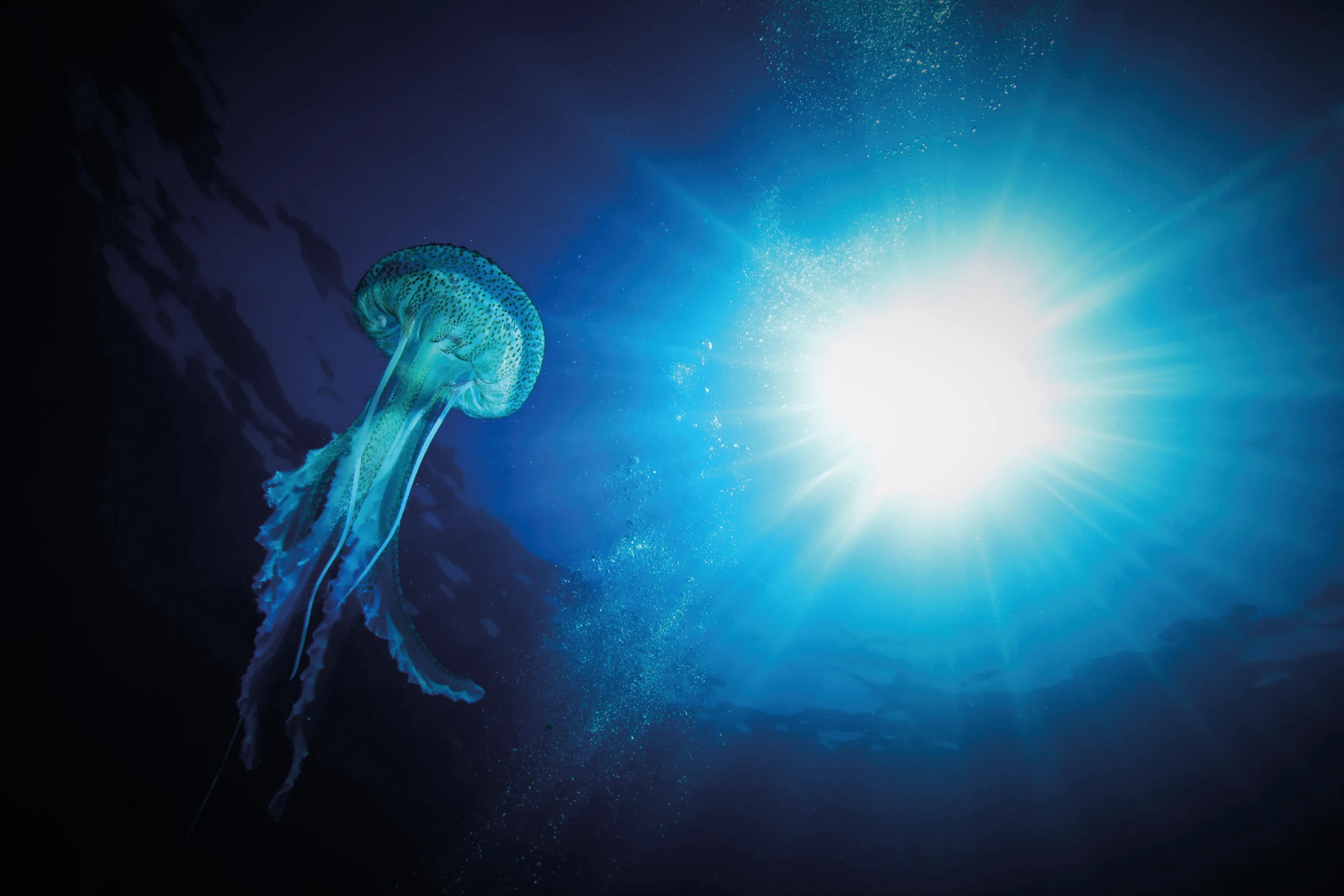 Jellyfish drifting through blue Azorean waters, photographed by Nelson Raposo