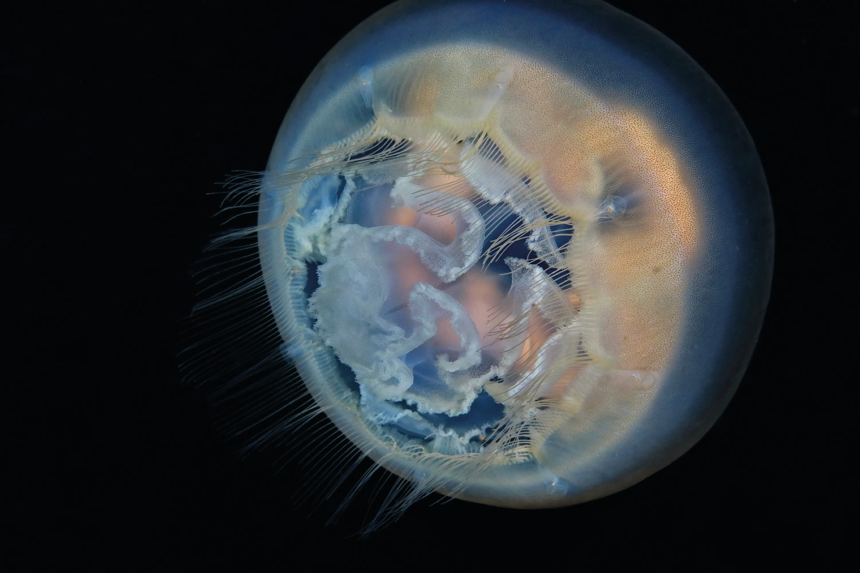 Planet Earth seen from space, the Blue Marble